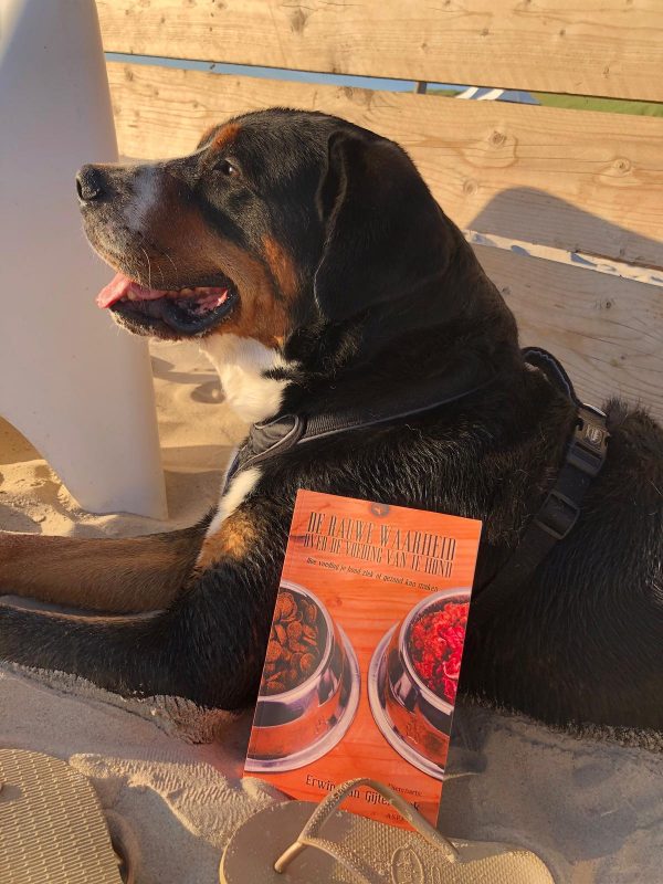 Hond in de zon met het Boek de rauwe waarheid over de voeding van je hond. Geschreven door dierenarts Erwin van Gijtenbeek